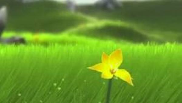 eine gelbe Blume auf grüner Wiese