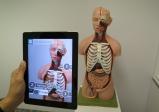 Ein anatomisches Modell eines menschlichen Körpers, davor wird ein Tablet-Computer gehalten, der weitere Infos dazu anzeigt.
